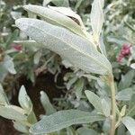 Atriplex cinerea