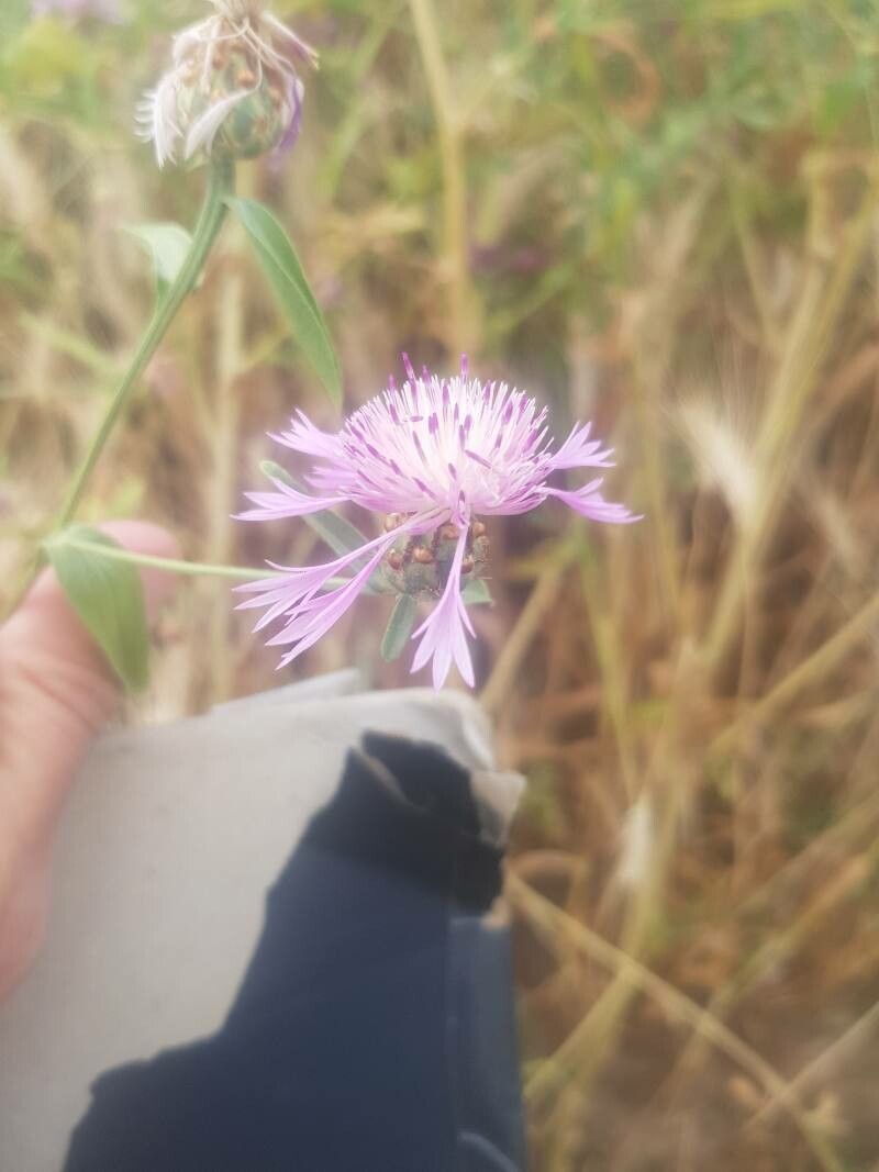 Centaurea diluta flower