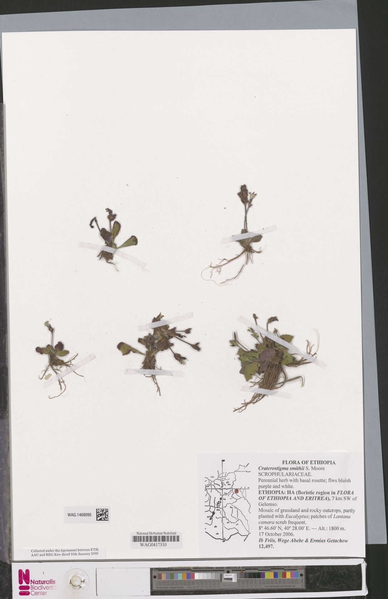 Craterostigma smithii — houseplant care guide