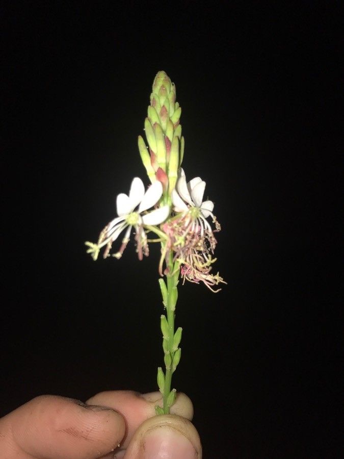 Oenothera suffrutescens flower