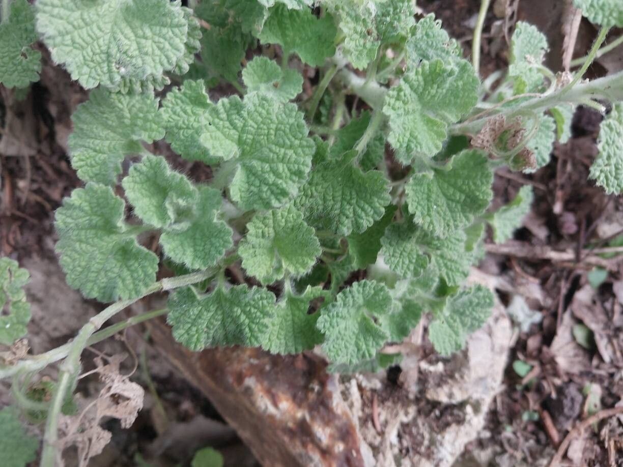 Marrubium multibracteatum — houseplant care guide