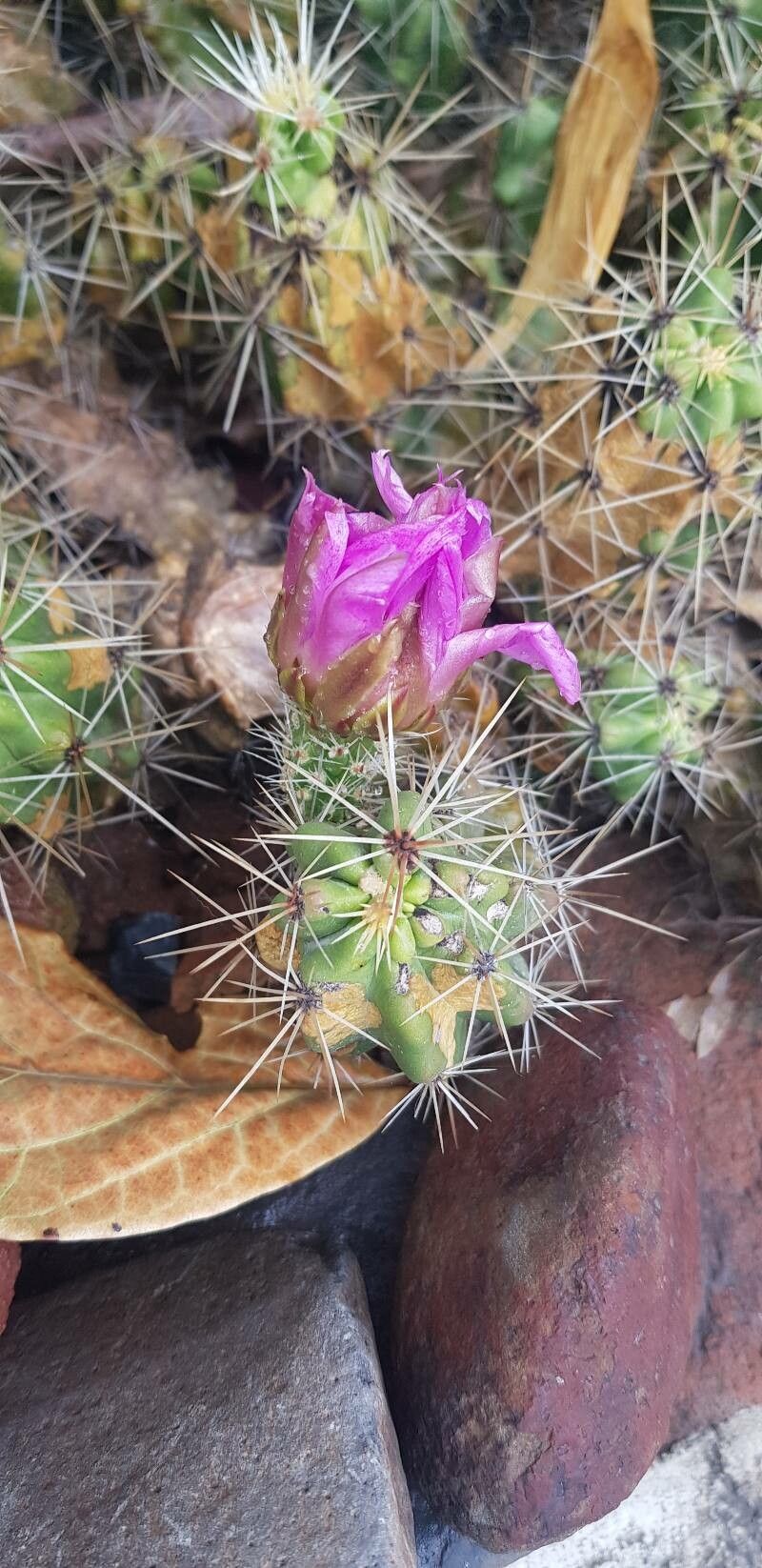 Echinocereus enneacanthus flower