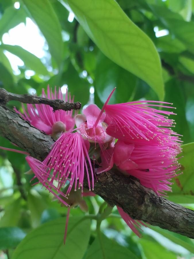Syzygium malaccense flower