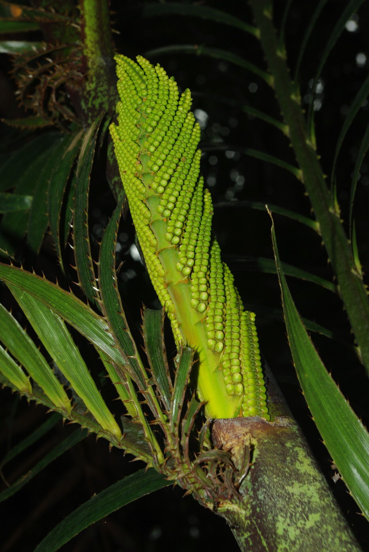Eremospatha laurentii fruit
