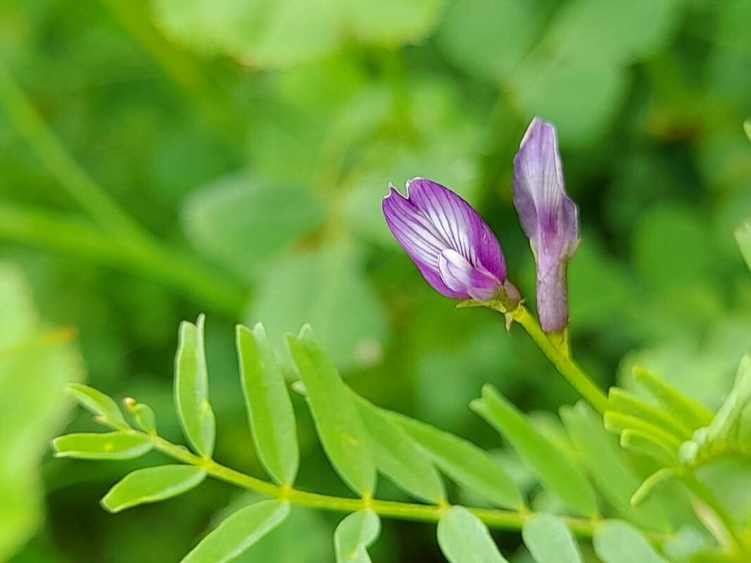 Astragalus crenatus flower
