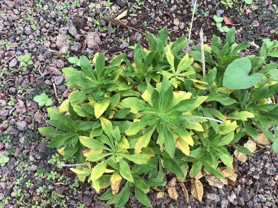 Silene tamaranae — houseplant care guide