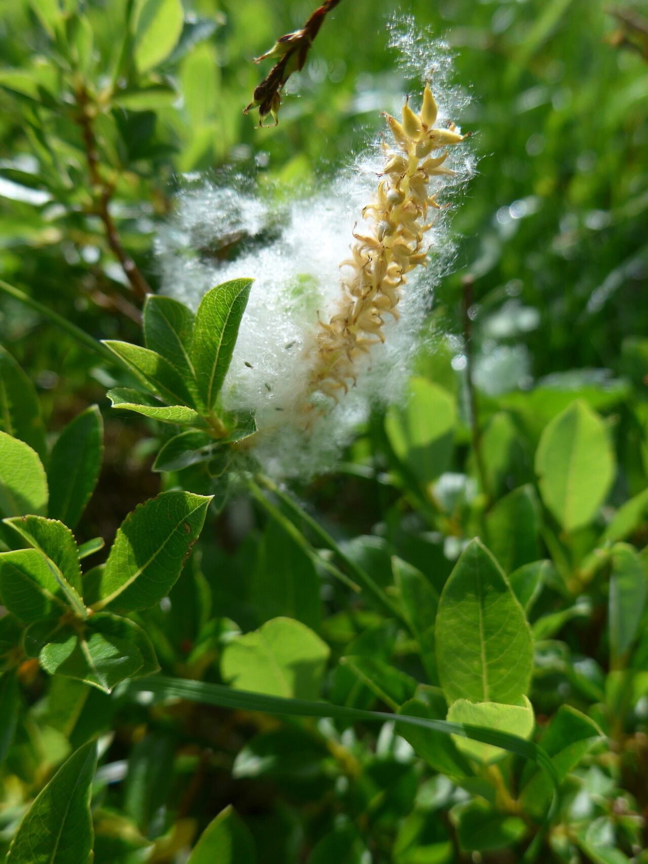 Salix waldsteiniana fruit
