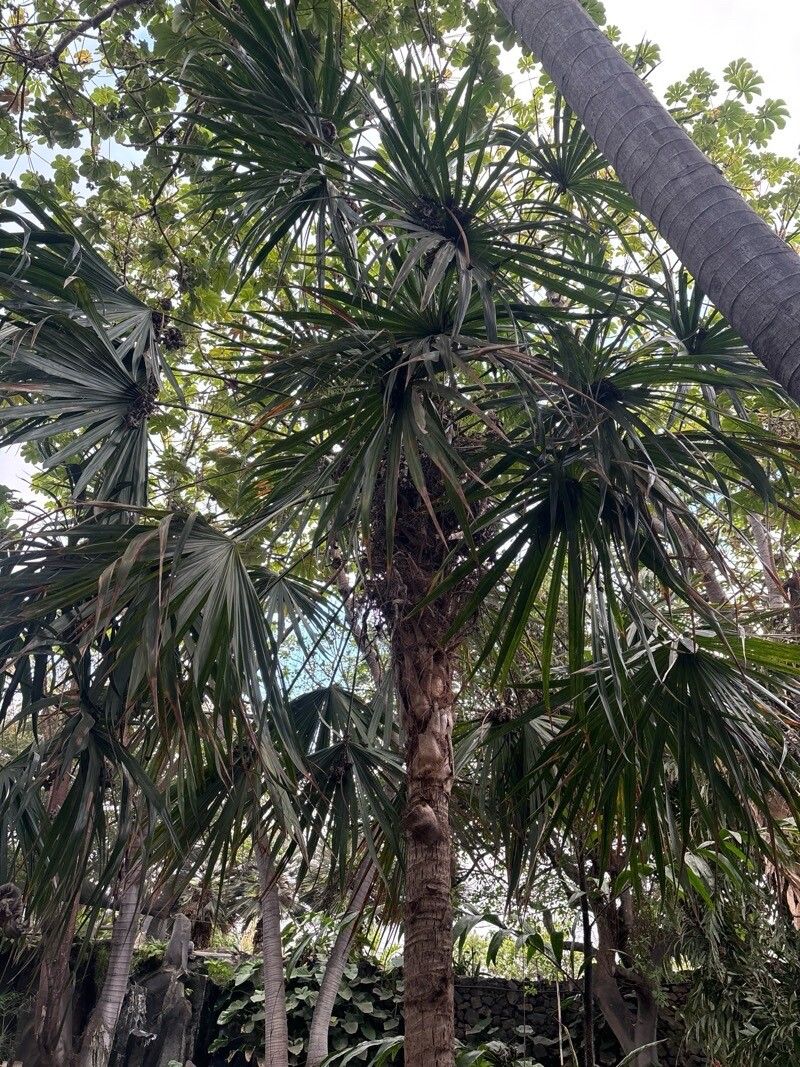 Schippia concolor — search result for 'Belize'