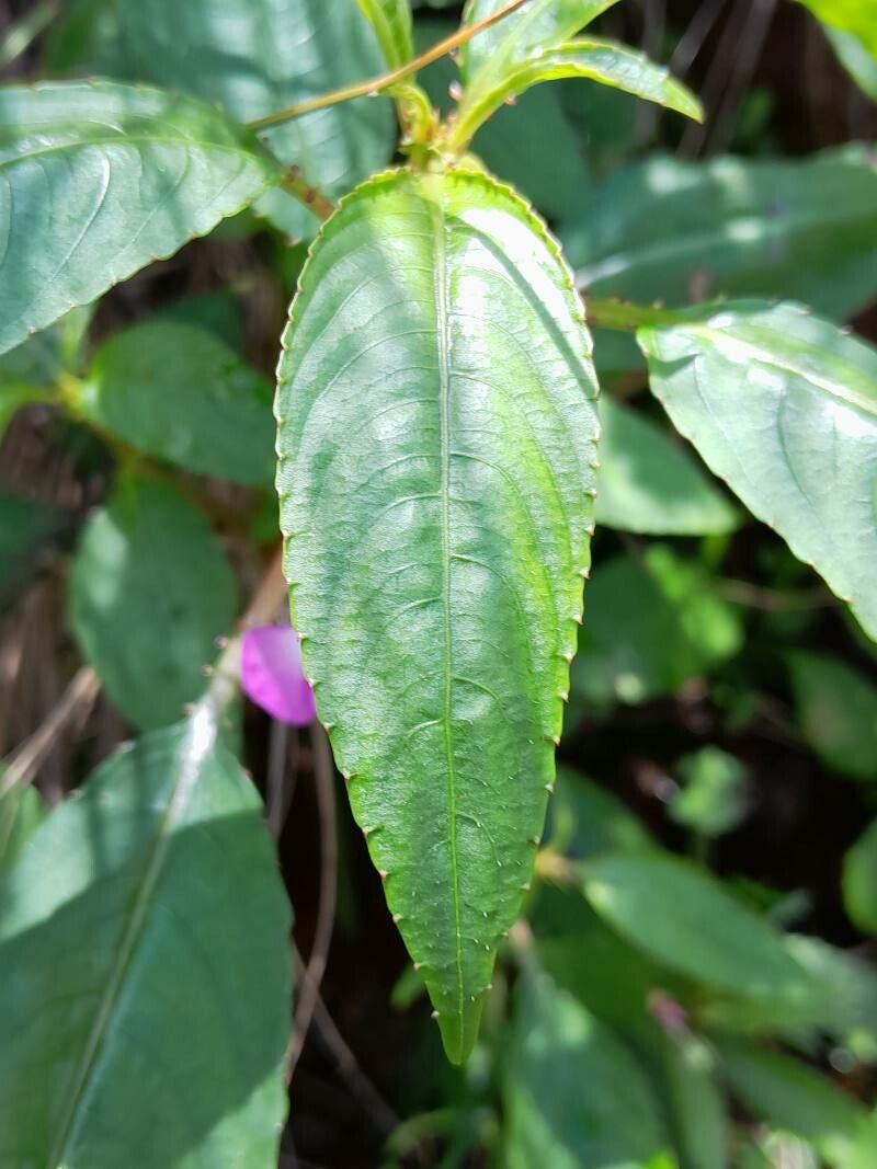 Impatiens baronii — search result for 'Impatiens'