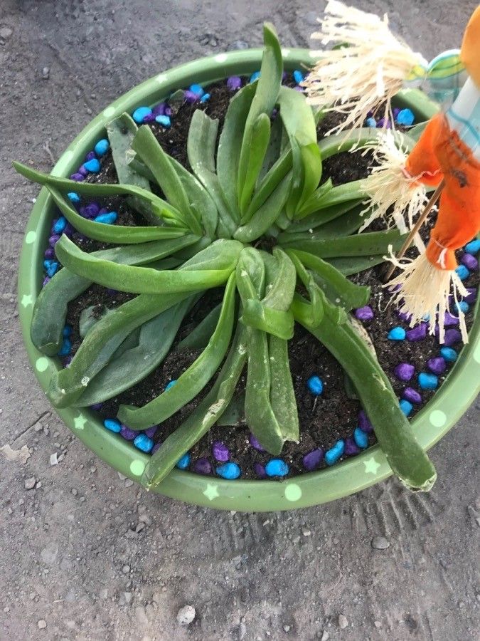 Glottiphyllum longum leaf