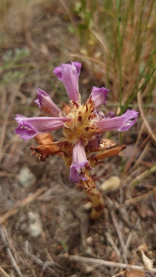 Orobanche arenaria flower
