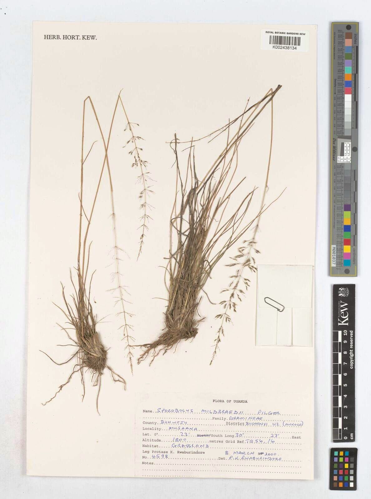 Sporobolus mildbraedii — houseplant care guide