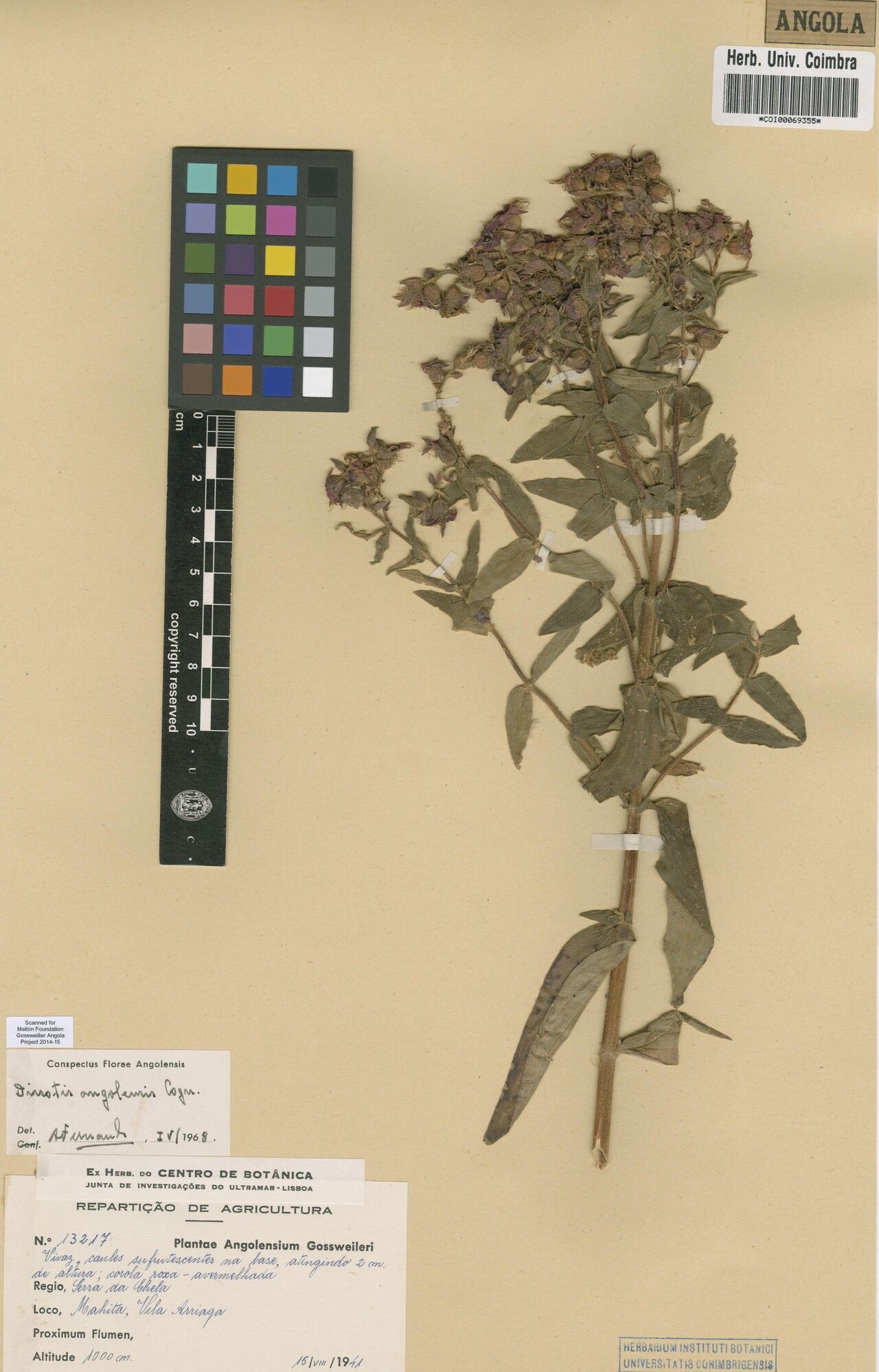 Argyrella angolensis — related species from the same genus