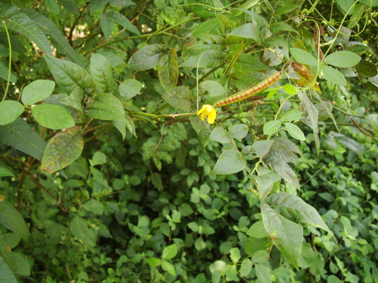 Senna occidentalis leaf