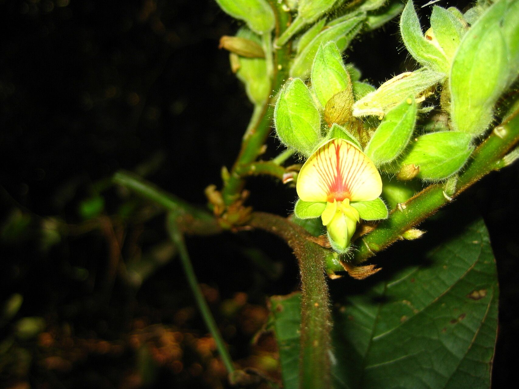 Rhynchosia pycnostachya — houseplant care guide