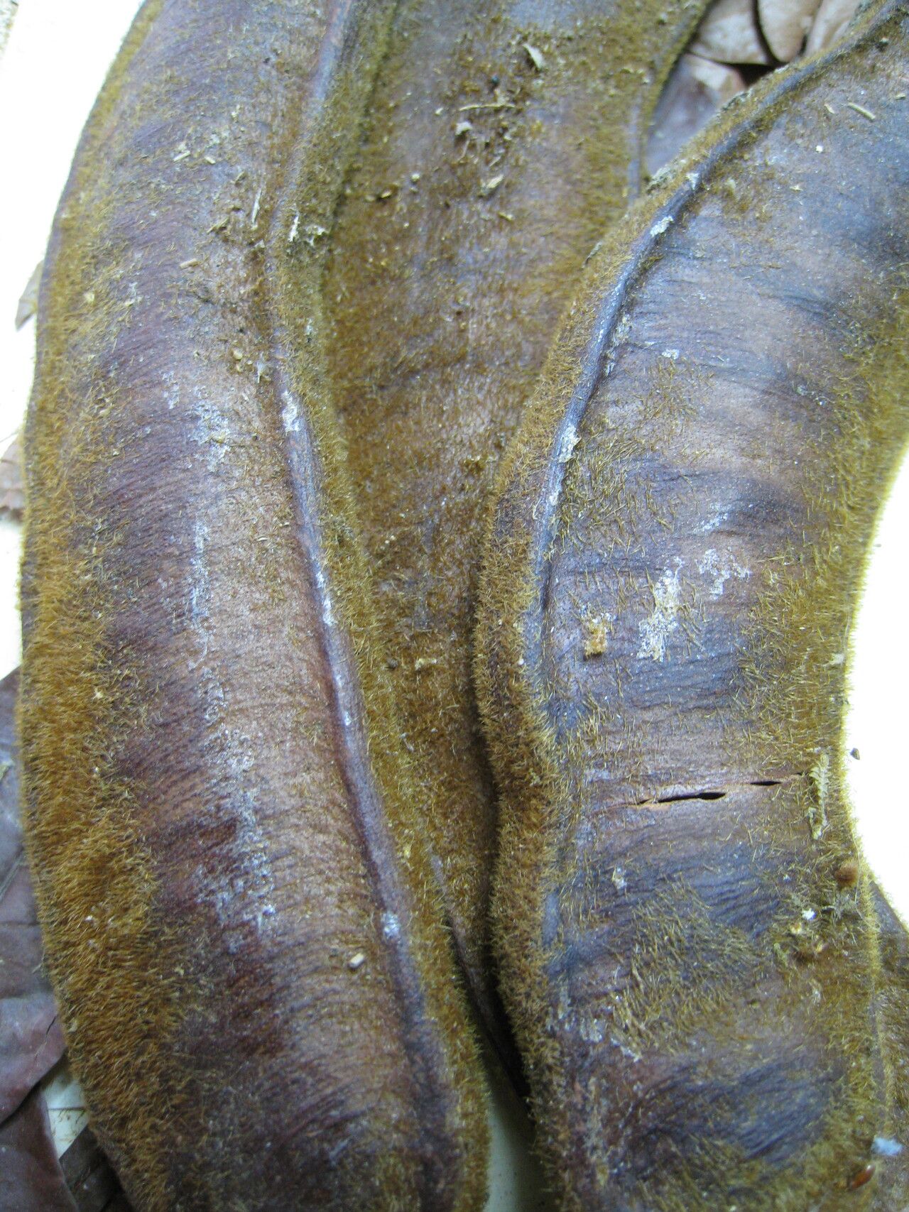 Inga disticha — houseplant care guide