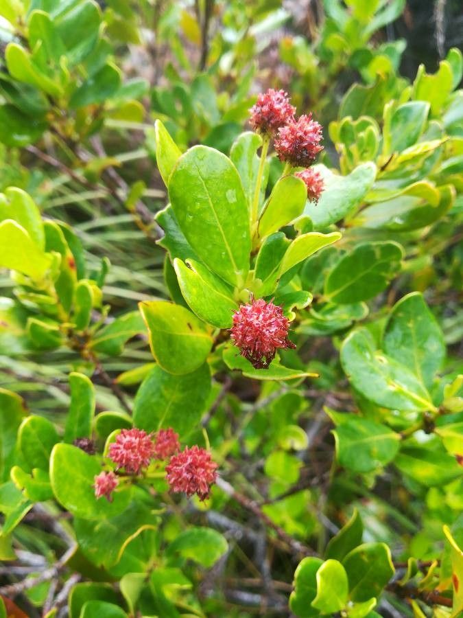 Pancheria confusa — houseplant care guide