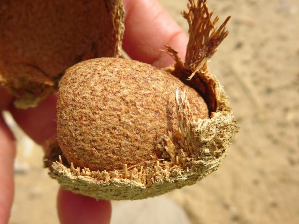 Hyphaene thebaica fruit
