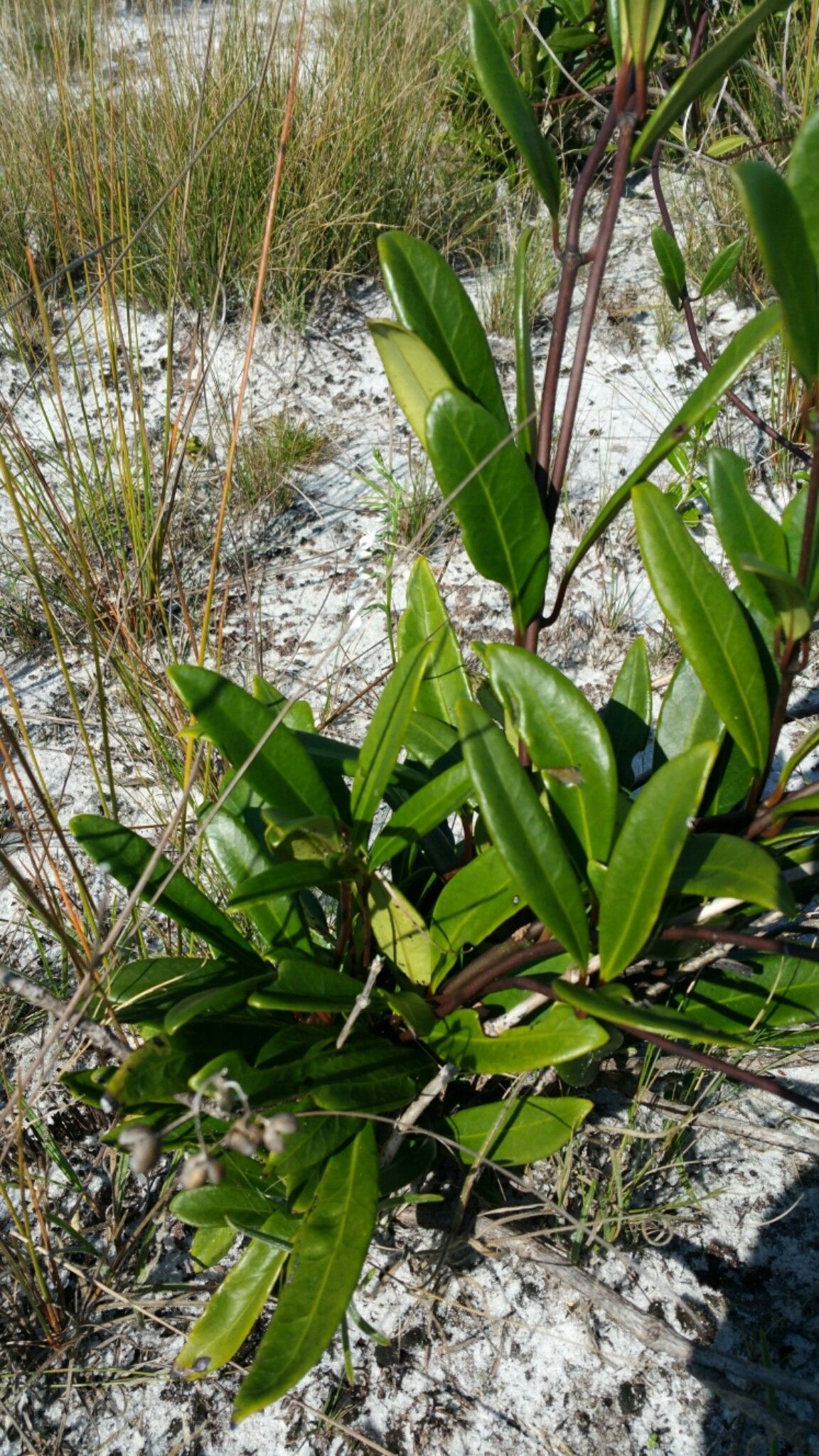 Danais volubilis habit
