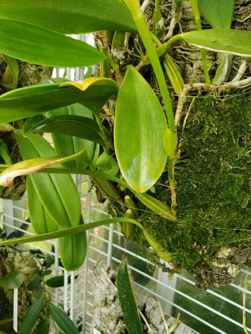 Bulbophyllum grandiflorum — houseplant care guide