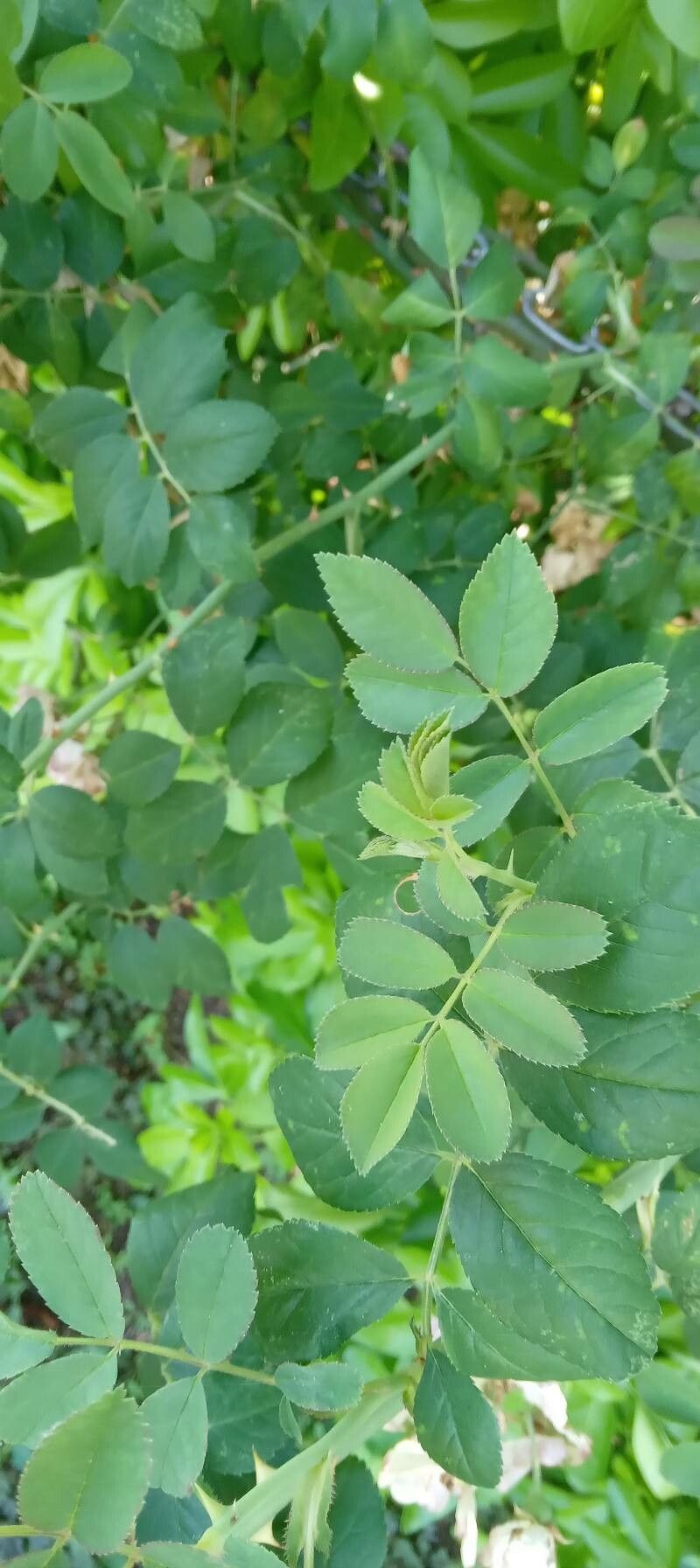 Rosa spp. leaf