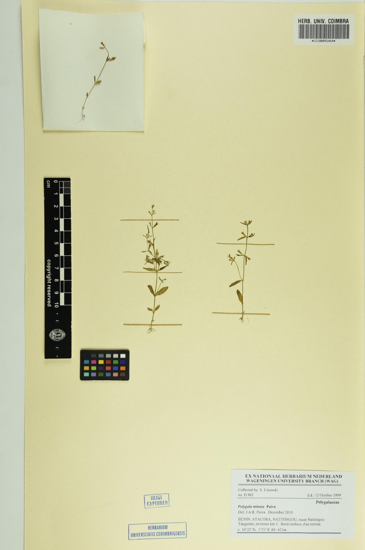 Polygala minuta — houseplant care guide