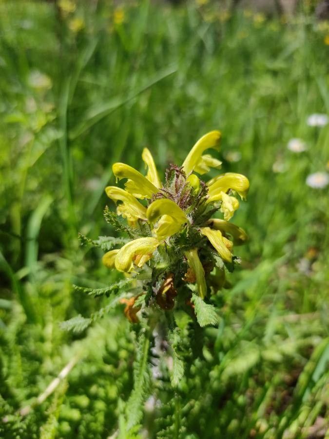 Pedicularis foliosa flower