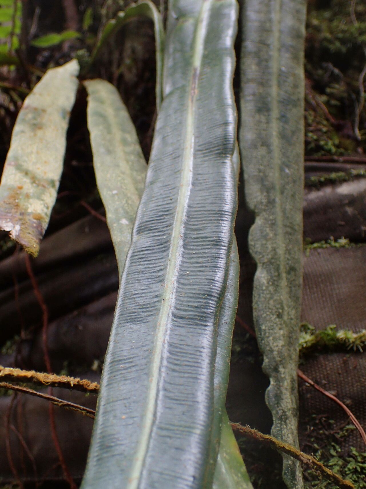 Elaphoglossum herminieri — houseplant care guide