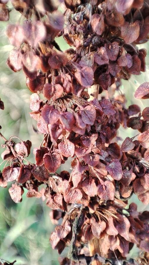 Rumex pseudonatronatus fruit