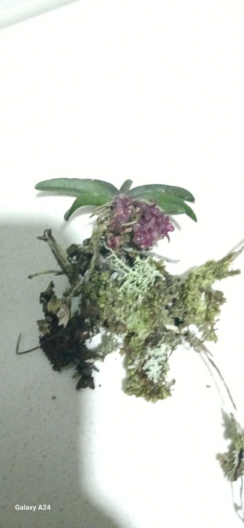 Epidendrum rhodovandoides — search result for 'Epidendrum'