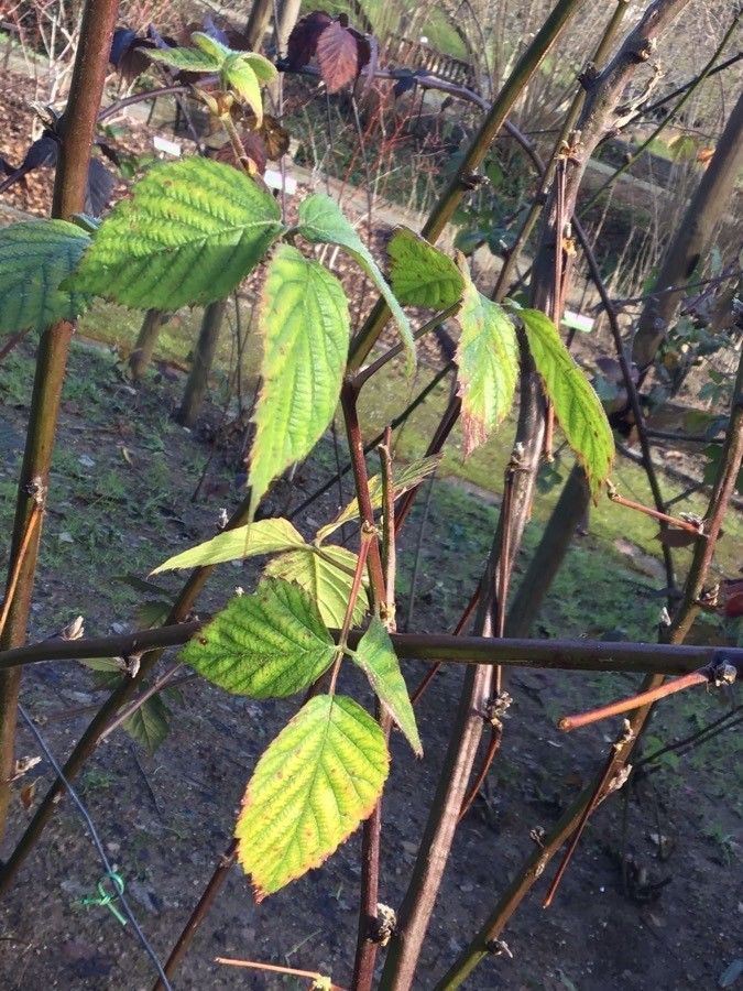 Rubus loganobaccus habit