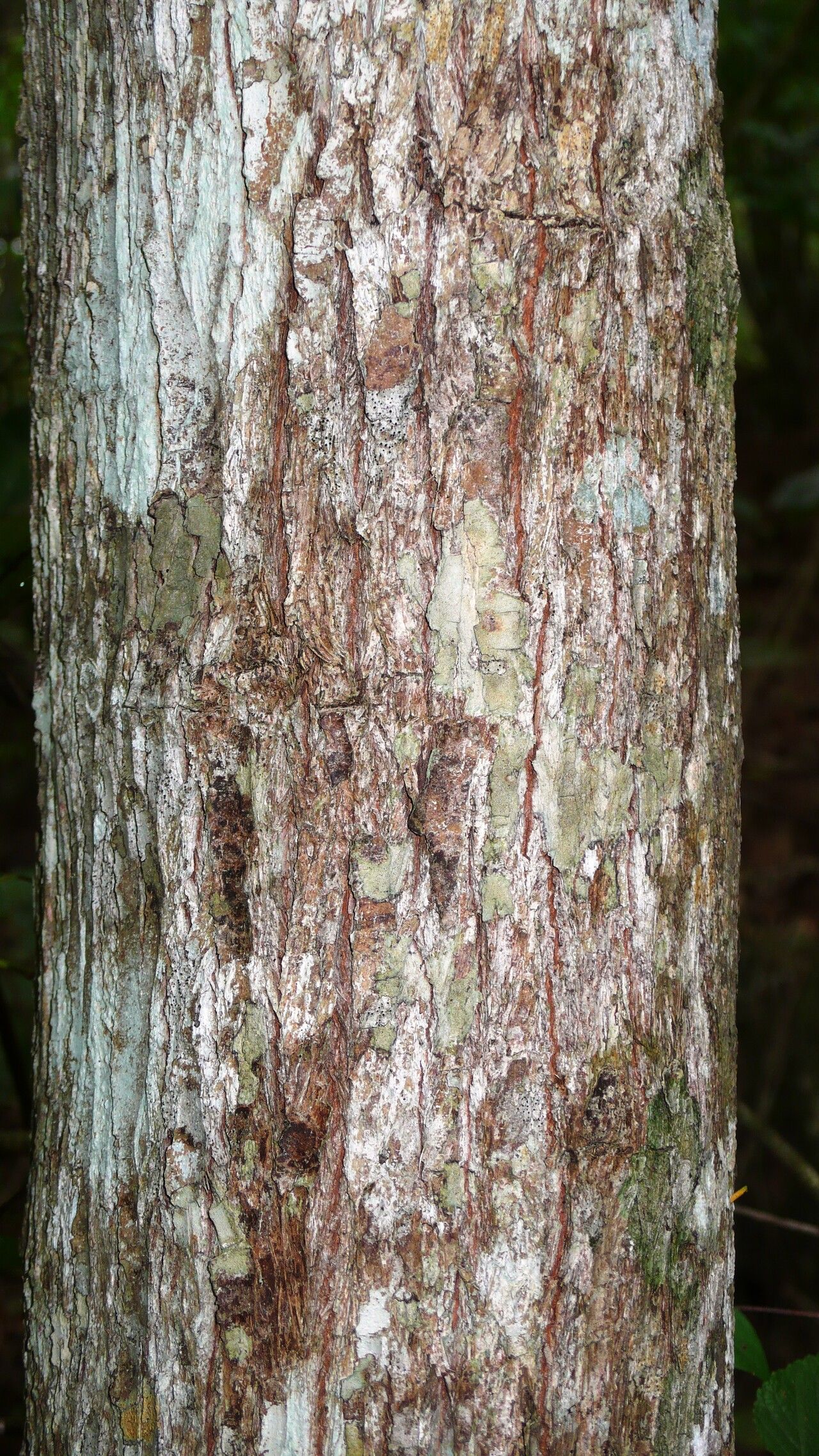 Chrysophyllum rufum bark