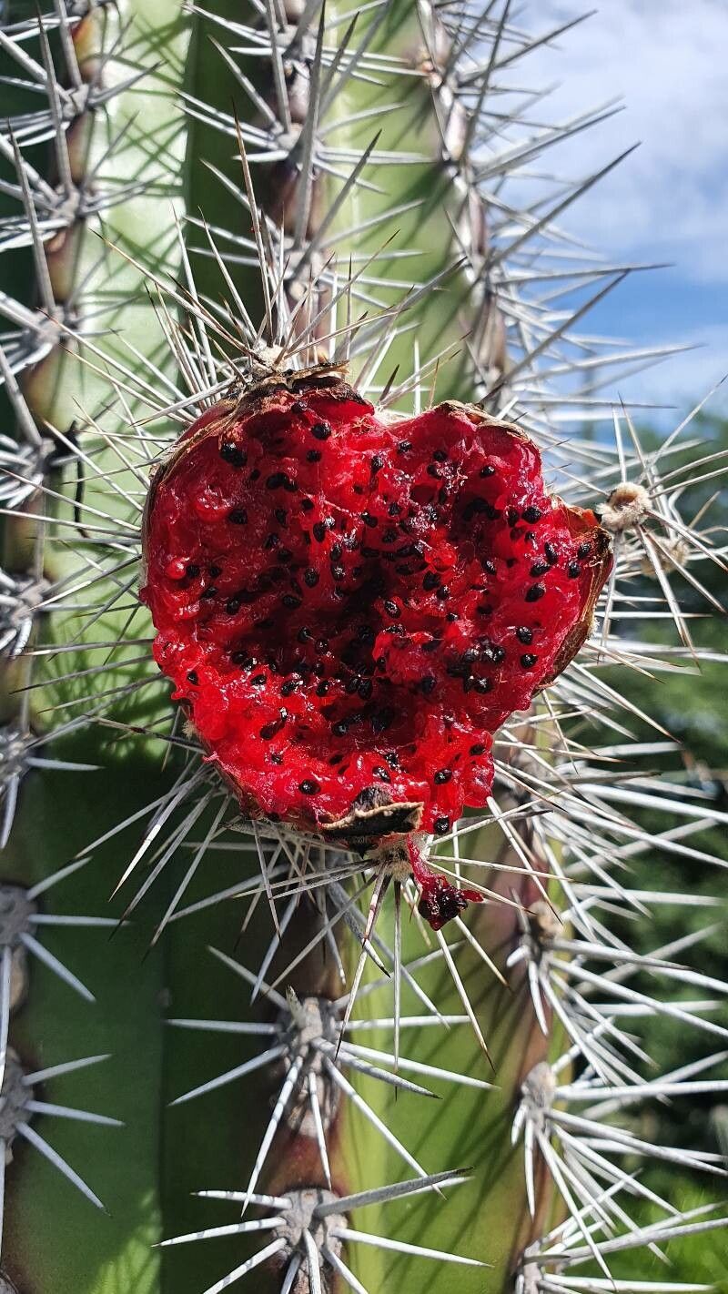 Cleistocactus buchtienii fruit