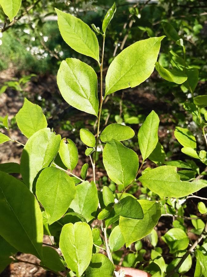 Styrax americanus — related species from the same genus