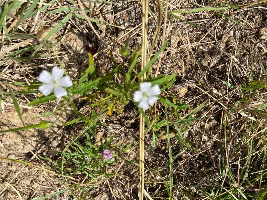 Monsonia angustifolia flower