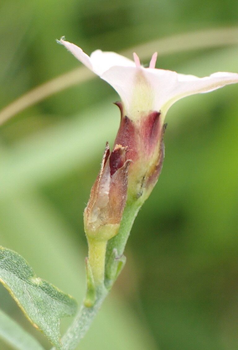 Convolvulus aschersonii — related species from the same genus
