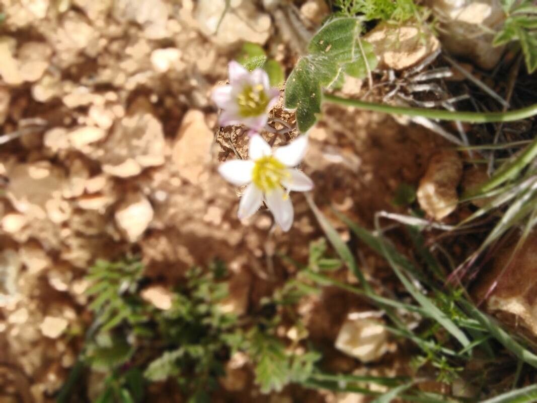 Ornithogalum fimbriatum other