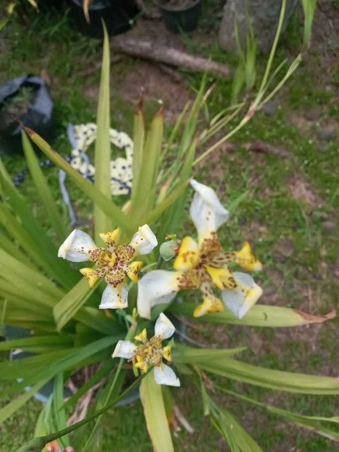 Neomarica longifolia flower