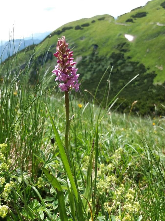 Gymnadenia Conopsea flower