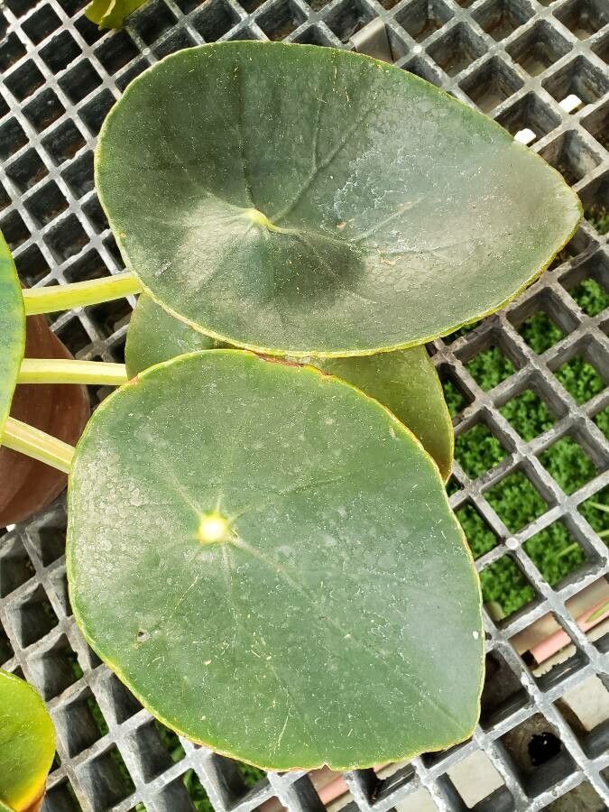 Begonia santos-limae leaf