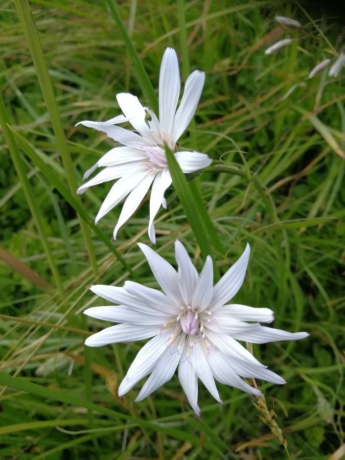 Scorzonera purpurea flower