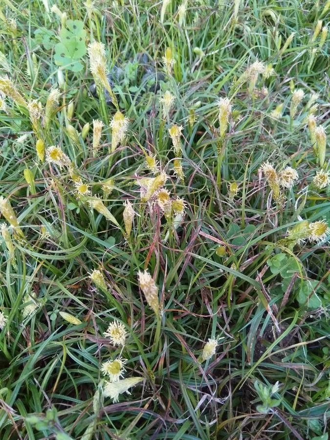 Carex atrofusca — houseplant care guide