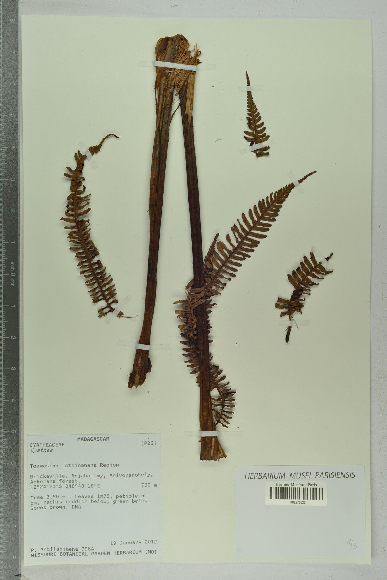 Alsophila approximata — related species from the same genus