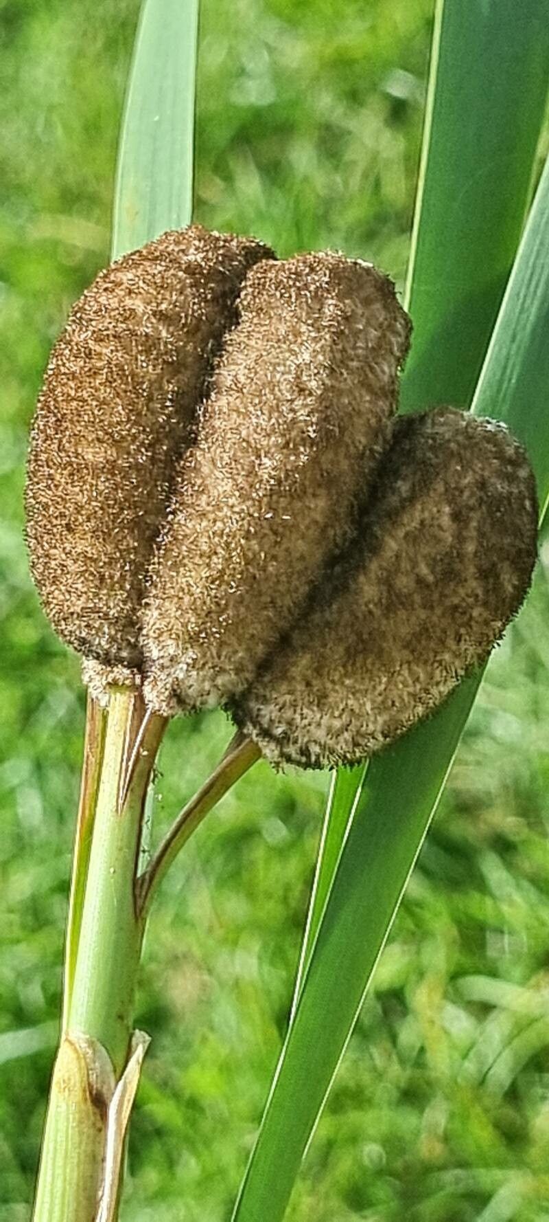 Typha shuttleworthii — search result for 'Iran'