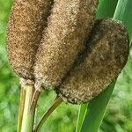 Typha shuttleworthii
