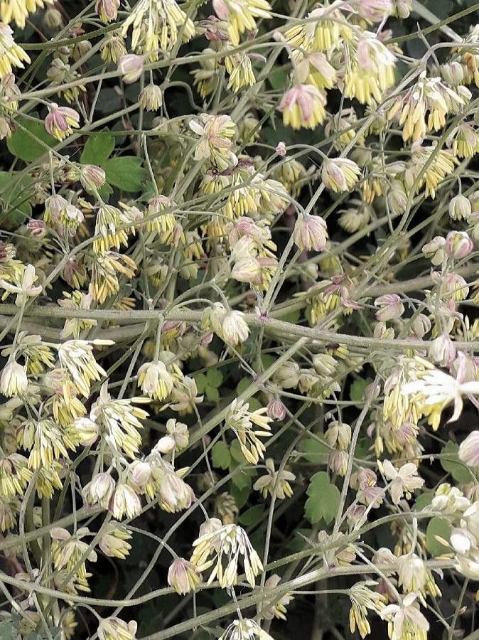 Thalictrum minus flower