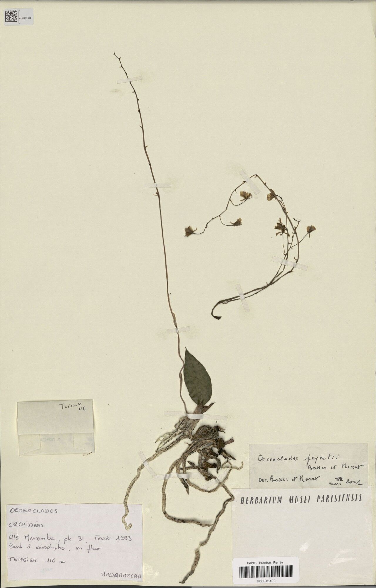 Eulophia peyrotii — houseplant care guide