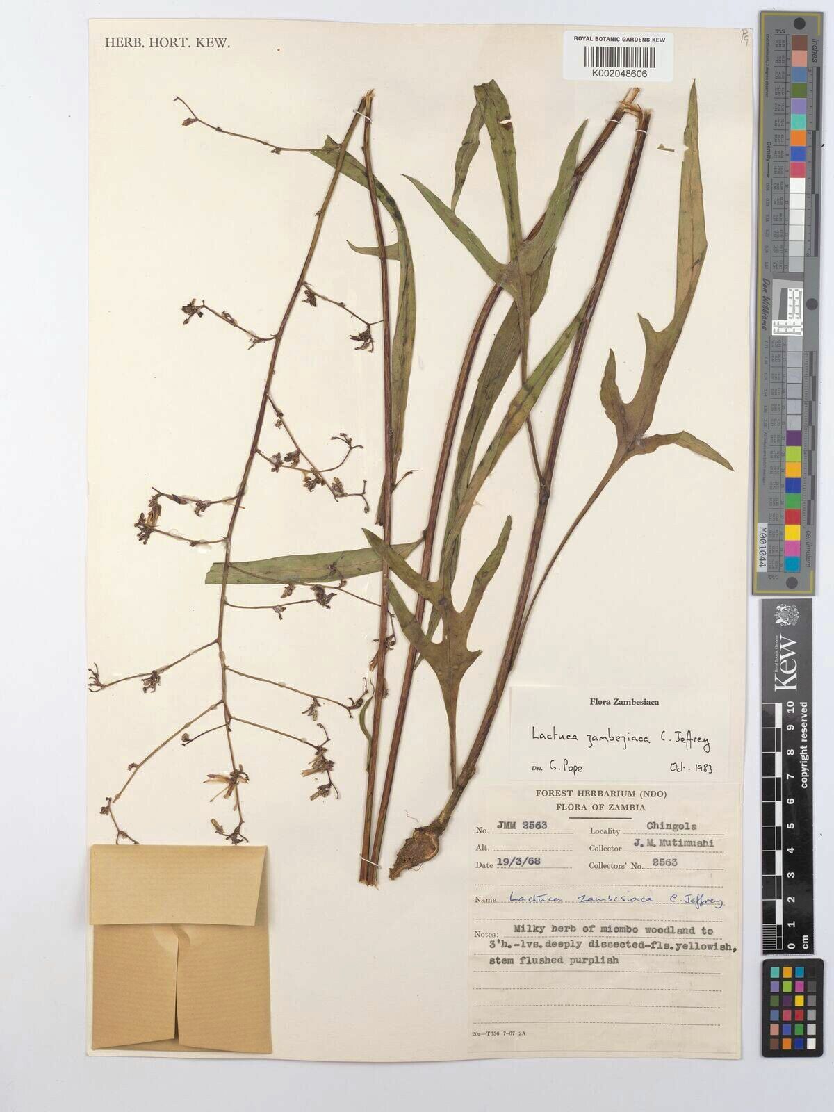 Lactuca zambeziaca — houseplant care guide