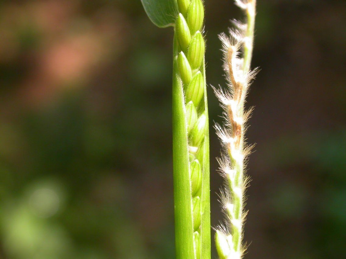Eriochloa villosa bark