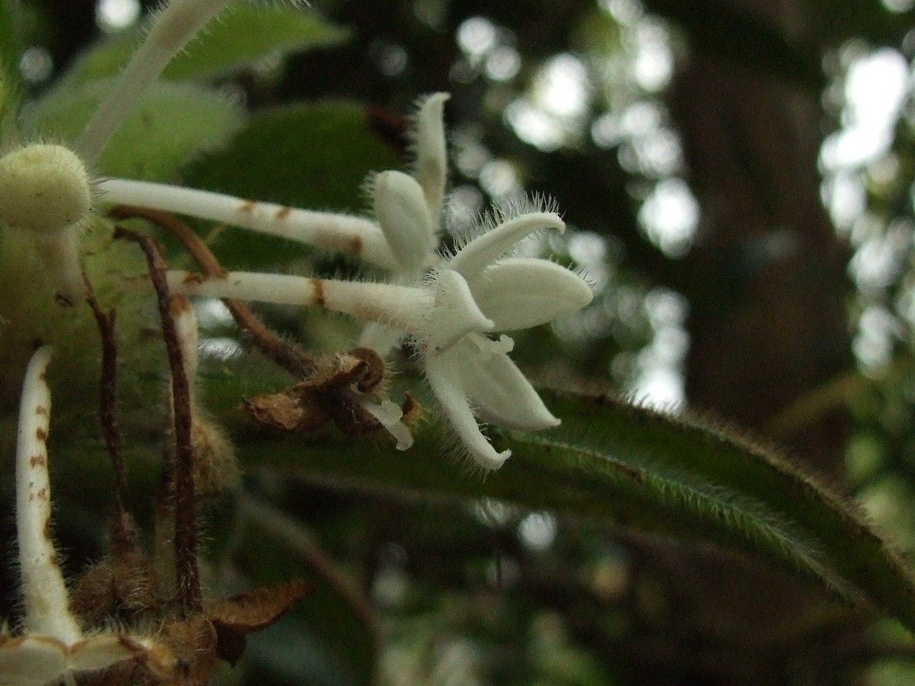 Psychotria pulchrebracteata — houseplant care guide